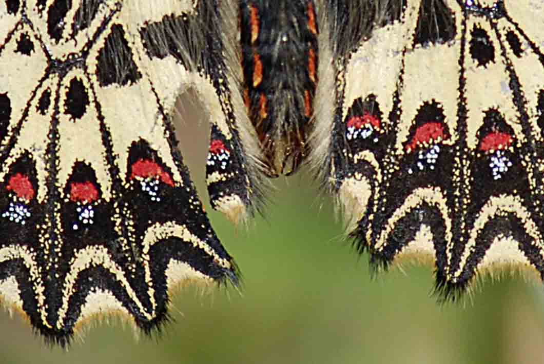 ancora su Zerynthia polyena e Zerynthia cassandra